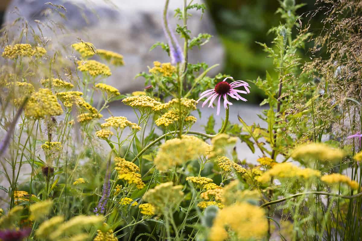 RHS Hampton Court Garden